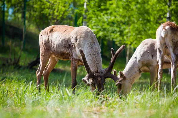 Kerzhenskiy devlet doğa rezerv in Reindeer, Nizhny Novgorod oblast, Rusya