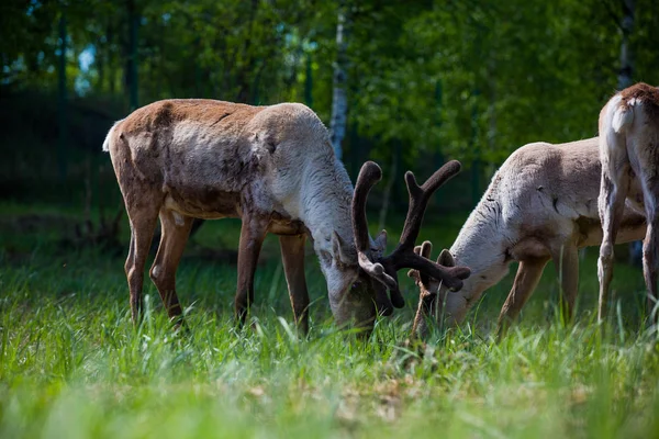 Kerzhenskiy devlet doğa rezerv in Reindeer, Nizhny Novgorod oblast, Rusya