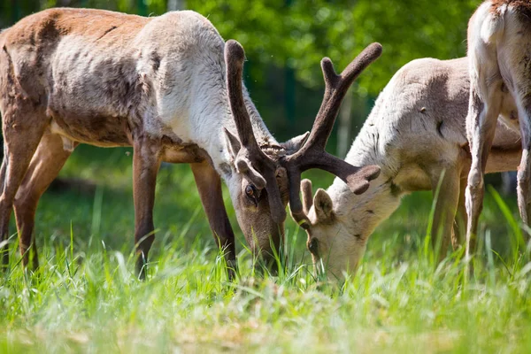 Kerzhenskiy devlet doğa rezerv in Reindeer, Nizhny Novgorod oblast, Rusya