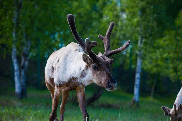 Kerzhenskiy devlet doğa rezerv in Reindeer, Nizhny Novgorod oblast, Rusya