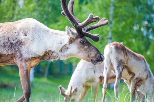 Kerzhenskiy ormanında Tarandus portrtrait, Nizhny Novgorod oblastı, Rusya Federasyonu