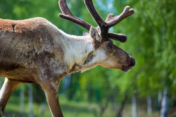 Kerzhenskiy ormanında Tarandus portrtrait, Nizhny Novgorod oblastı, Rusya Federasyonu