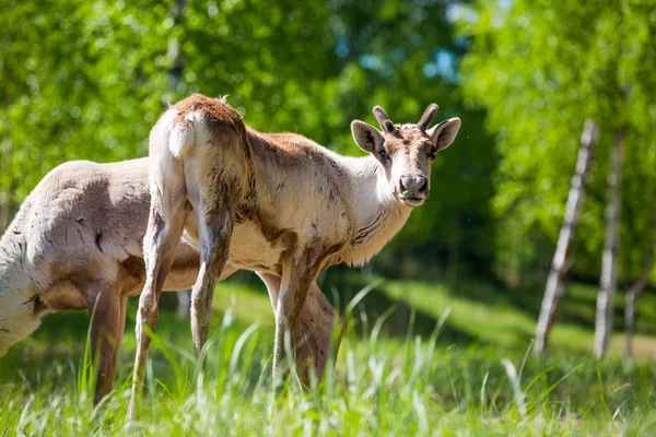 Kerzhenskiy devlet doğa rezerv in Reindeer, Nizhny Novgorod oblast, Rusya