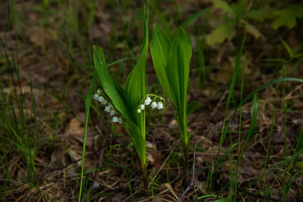 Bahar ormanında muguet