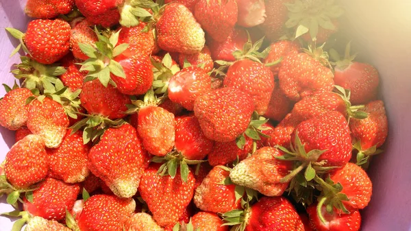 Draufsicht Sommertag Der Natur Seitliches Sonnenlicht Handgepflückte Erdbeeren Aus Dem — Stockfoto