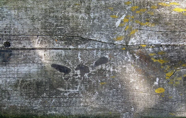 Ξύλινο φόντο. Παλιές σανίδες καλυμμένες με βρύα και ήλιο σε μέρη — Φωτογραφία Αρχείου