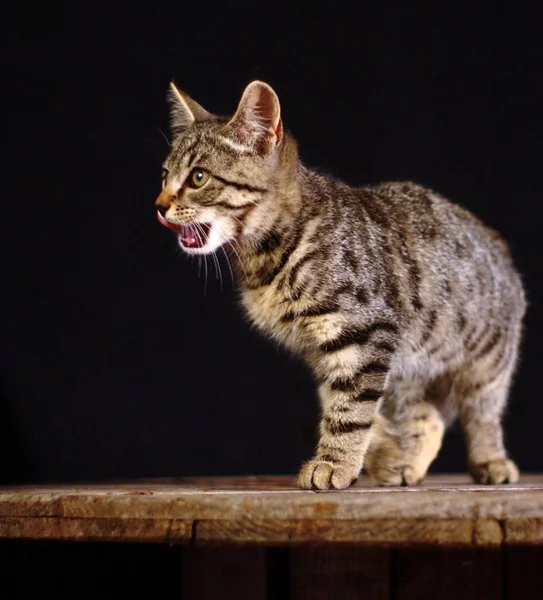 Hungry cat! Beautiful portrait shot of a cat