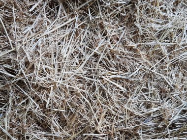 Saman görüntüsünü kapat. Doğal bir ortamda arka plan olarak kullanmak için mükemmel. Bu gerçek saman bir çiftliğe tıkılmış..