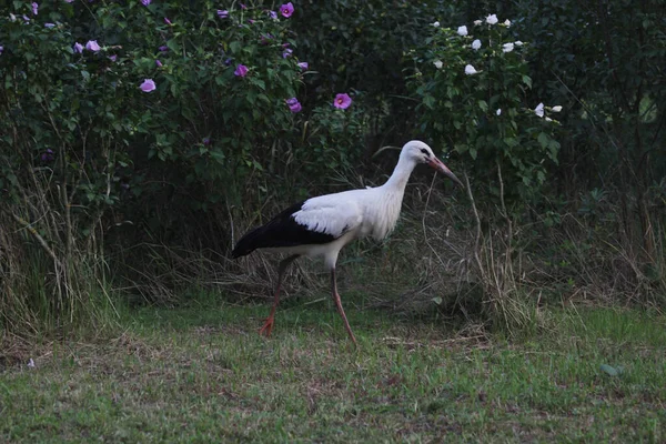 成年白鹤寻找食物 这只鸟在附近有一个窝 它在寻找食物喂饱幼鸟 这只鸟的主要颜色是黑白的 — 图库照片