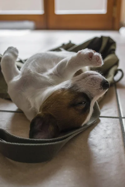 Bonito Cachorro Jack Russell Dormindo — Fotografia de Stock