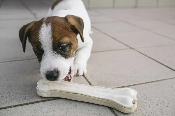 Beyaz ve sevimli Jack Russell köpek yavrusu