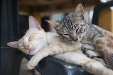 Onunla birlikte uyumak tatlı ve mutlu kedi 