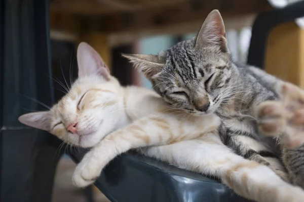 Onunla birlikte uyumak tatlı ve mutlu kedi 
