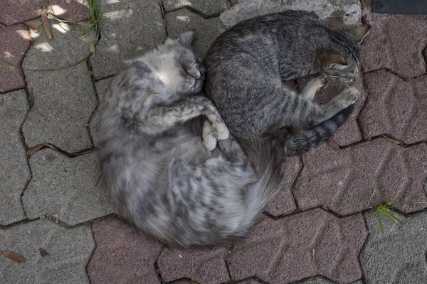 Cute Happy Cats Sleeping Together — Stock Photo, Image