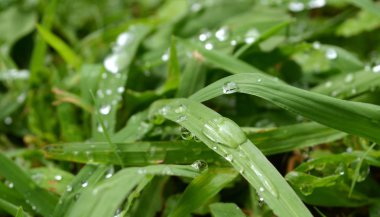 Çimlerin üzerindeki çiy tanesi