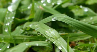 Çimlerin üzerindeki çiy tanesi