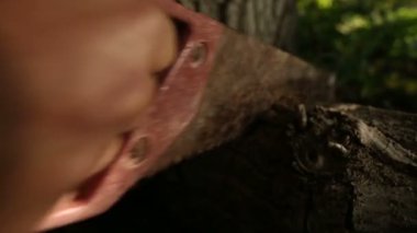 Bir ağaç kesme. Ses kesme