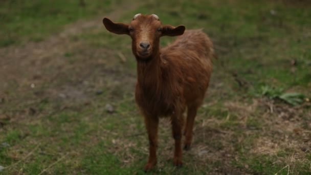Goat Animal Natural Grass — Stock Video