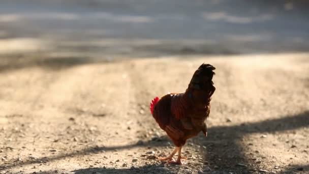 Gallo Cock Crowing Gallo Pollo Una Carretera Rural Fuera Granja — Vídeo de stock