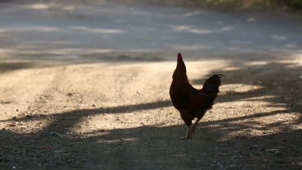 Rooster Cock Crowing Chicken Rooster Countryside Road Farm Cockerel — Stock Video