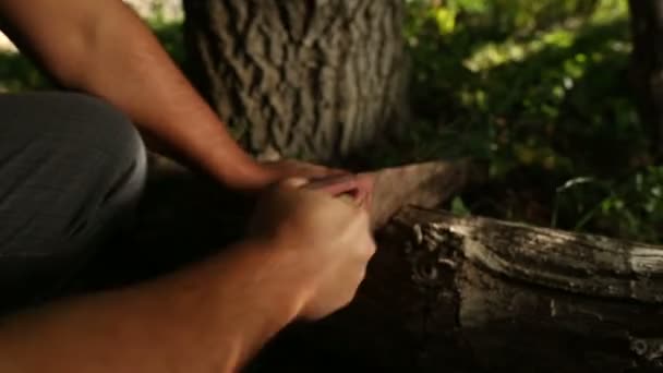Sawing Tree Sawing Sound — Stock Video