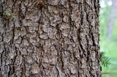 Ağaç kabuğu. Kapatın. Kabuk dokusu