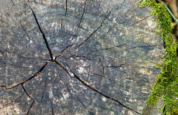 Querschnitt Durch Den Baum Moos — Stockfoto