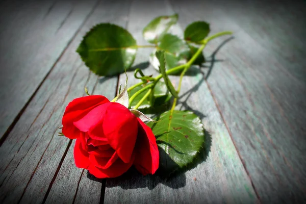 Red rose, photographed on a blue Vintage background.