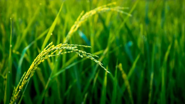 Ranní uzavření rýže na rýžové pole — Stock fotografie