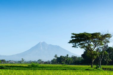Pirinç tarlası ve gölgeli ağaçların ön planda ile yaz aylarında güzel dağ manzarası
