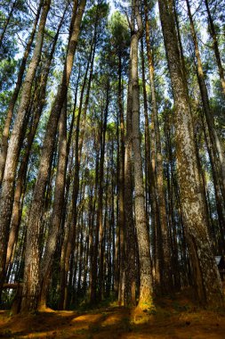 Güneş ilkbaharda çam ağaçlarıarasında parlar