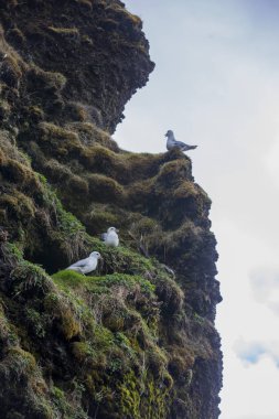 Milli Parkı İzlanda. Muhteşem manzara manzara İzlanda, jeotermal alan. Dramatik ve güzel sahne reykjavk Lake Myvatn, Krafla /Iceland - 02.05.2018 