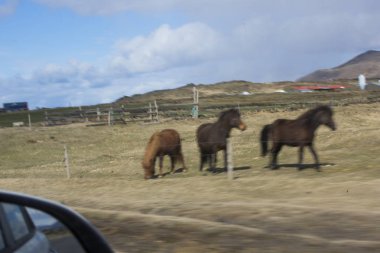 Milli Parkı İzlanda. Muhteşem manzara manzara İzlanda, jeotermal alan. Dramatik ve güzel sahne reykjavk Lake Myvatn, Krafla /Iceland - 02.05.2018