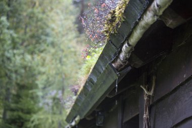 Jotunheimen Bergen fiyortları ve orman. Bergen, Norveç - 11.09.2018