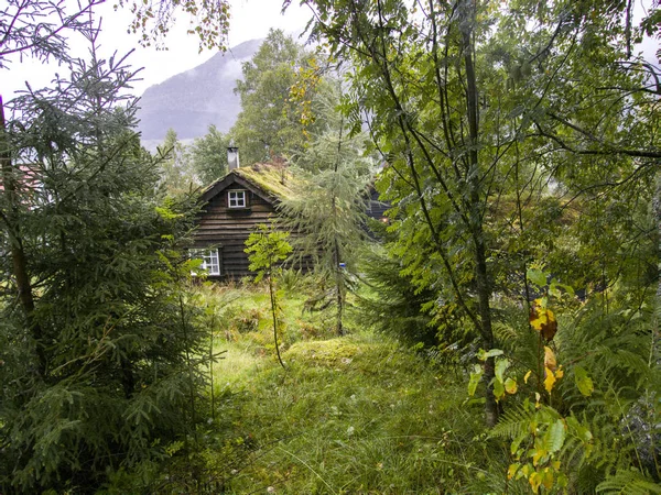 Jotunheimen 숲입니다 노르웨이 2018 — 스톡 사진