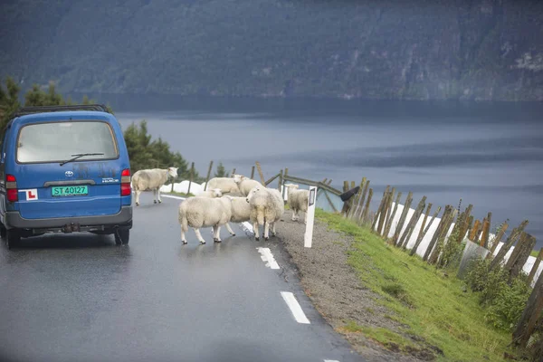 Jotunheimen Bergen Fiyortları Orman Bergen Norveç 2018 — Stok fotoğraf