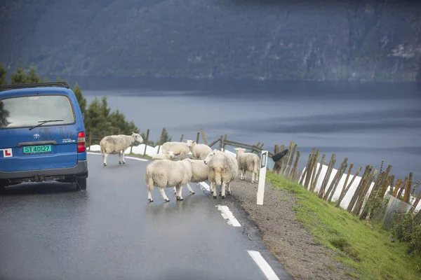 Jotunheimen Bergen Fiyortları Orman Bergen Norveç 2018 — Stok fotoğraf