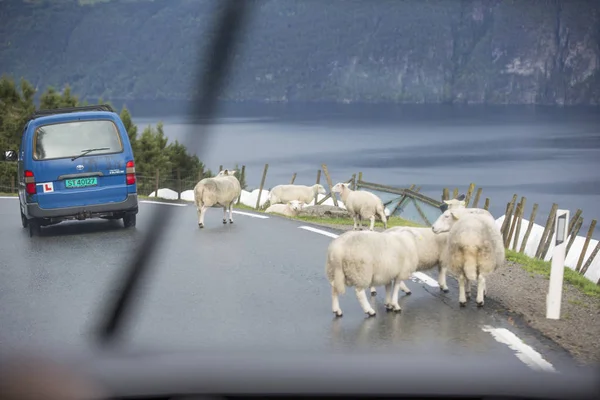 Jotunheimen Bergen Fiordi Foresta Bergen Norvegia 2018 — Foto Stock