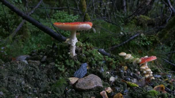 Reynisdrangar Nationaal Park Ijsland Een Prachtige Landschapsmening Ijsland Geothermisch Gebied — Stockvideo