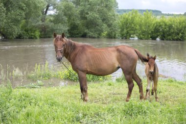 Ukrayna'da sel . Ekstrem hava.