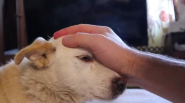 köpek yatakta yatıyor