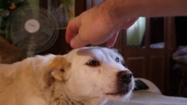 köpek yatakta yatıyor