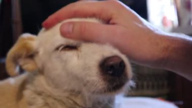 köpek yatakta yatıyor