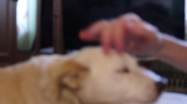 köpek yatakta yatıyor
