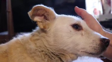 köpek yatakta yatıyor