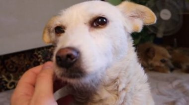 köpek yatakta yatıyor
