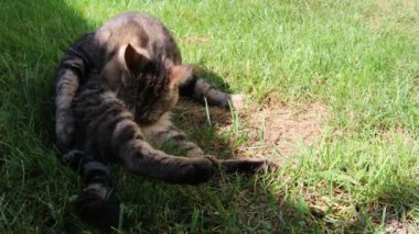 Kedi yeşil çimenler üzerinde kendini yalıyor 