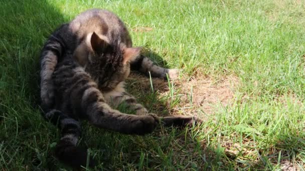 Cat Licks Himself Green Grass — Stock Video