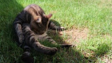 Kedi yeşil çimenler üzerinde kendini yalıyor 