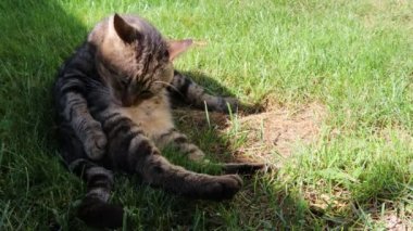 Kedi yeşil çimenler üzerinde kendini yalıyor 